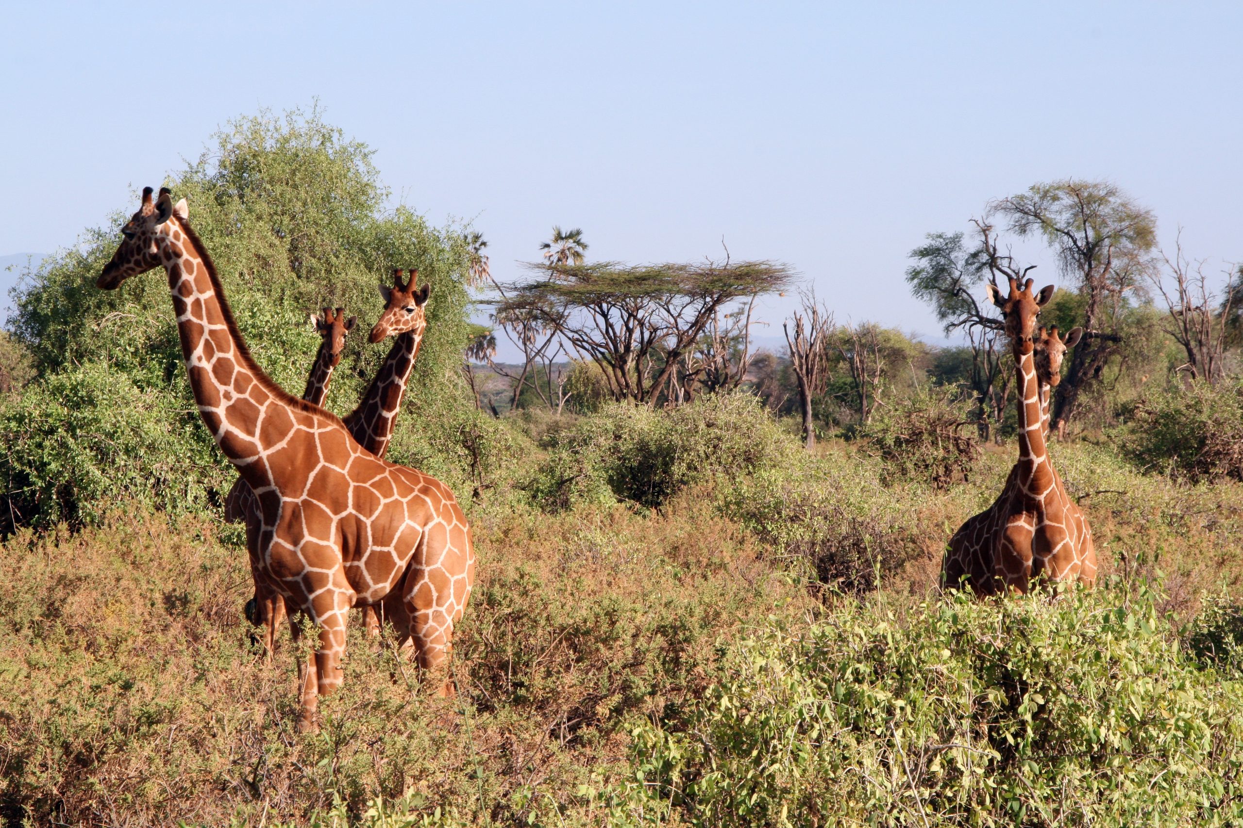 Le plus grand animal terrestre, la Girafe : Taille, alimentation et