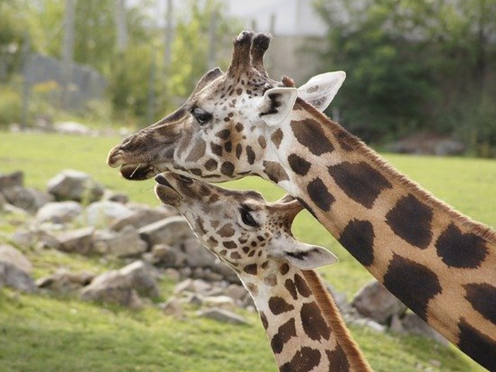 girafe et girafon