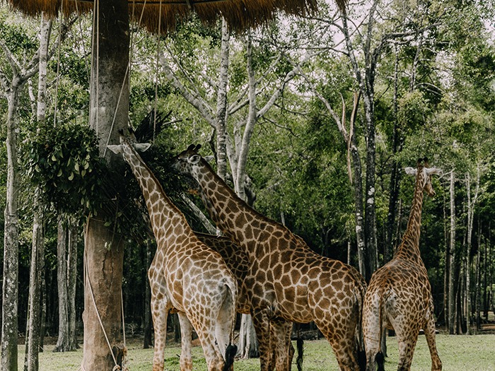 la girafe utilise son long cou pour se nourrir