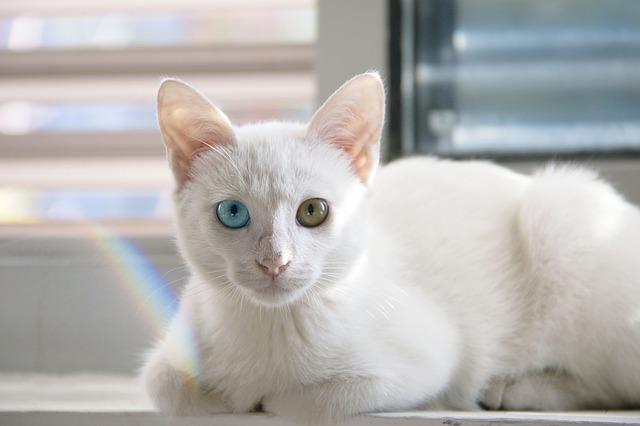 chat blanc persan