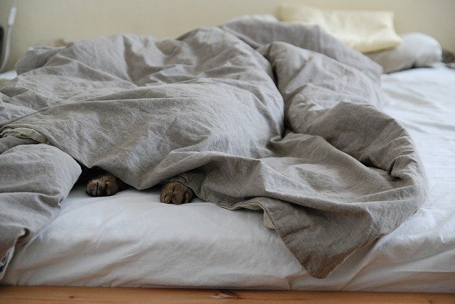 chat dans un lit