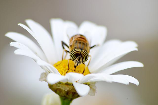 insecte pollinisateur
