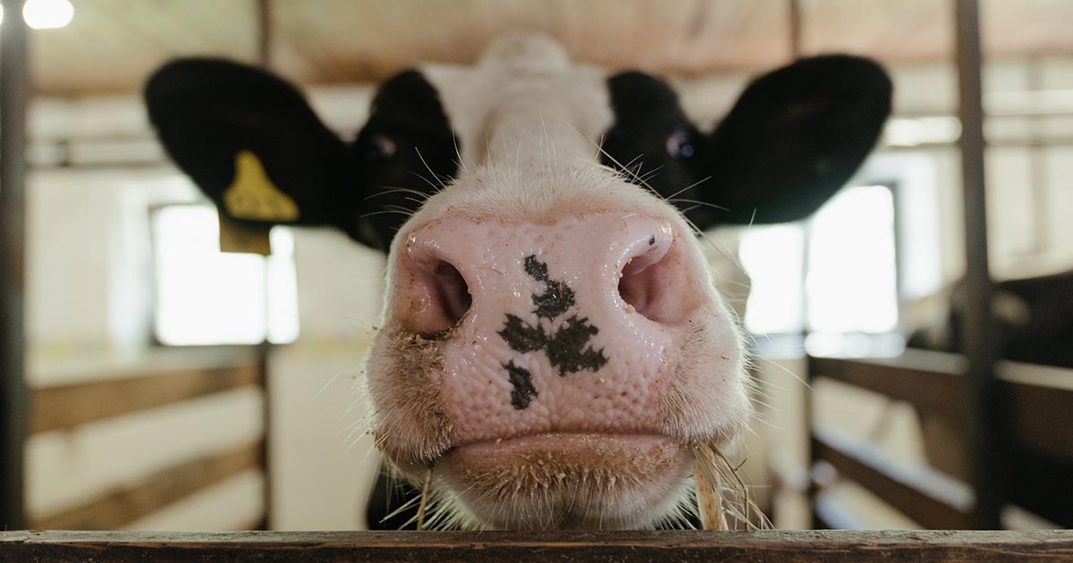 Combien de litres de lait produit une vache par jour