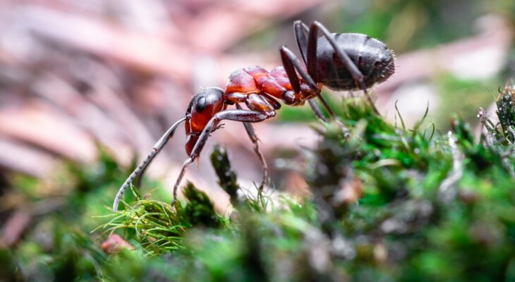 elevage de fourmis