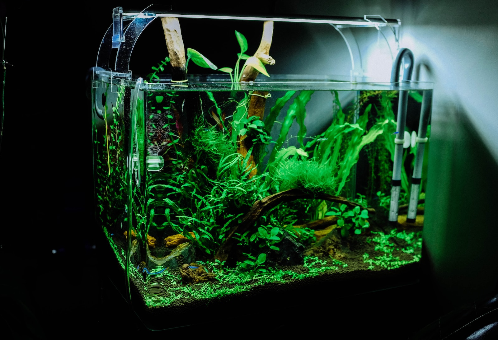 plantes aquarium