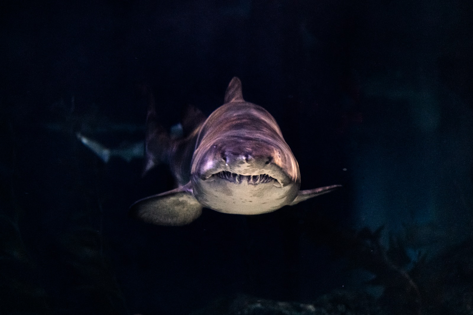 requins effrayants