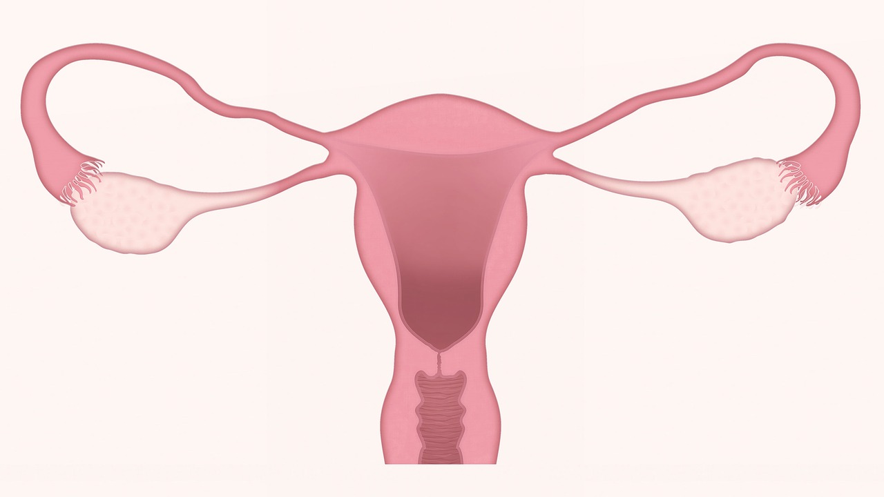 Un gynécologue-obstétricien s'occupe de l'appareil reproducteur féminin
