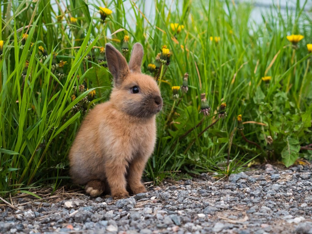 Combien de temps vit un lapin ?