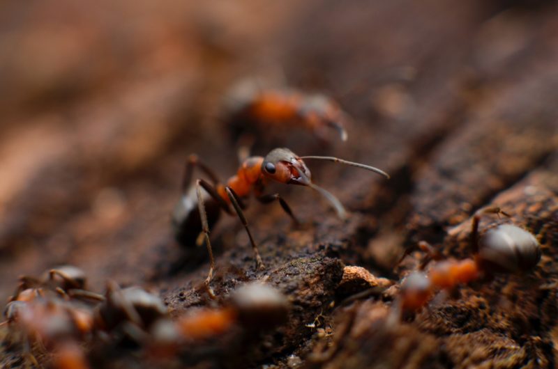 Comment débuter l'élevage de fourmis chez soi ?