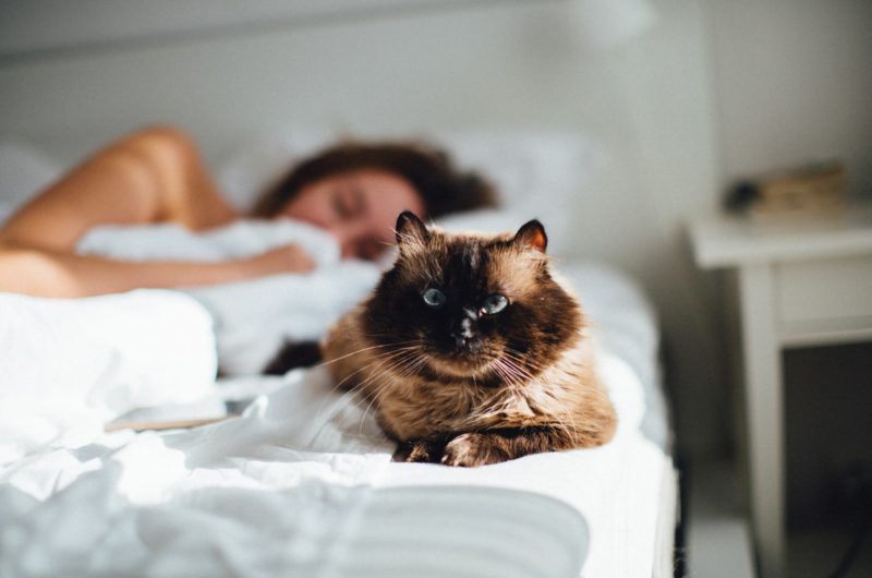 Comment dormir avec un chat en dix leçons ?