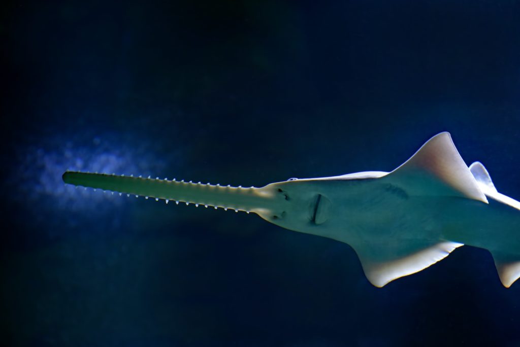 Comment s'appellent les dents du requin scie ?