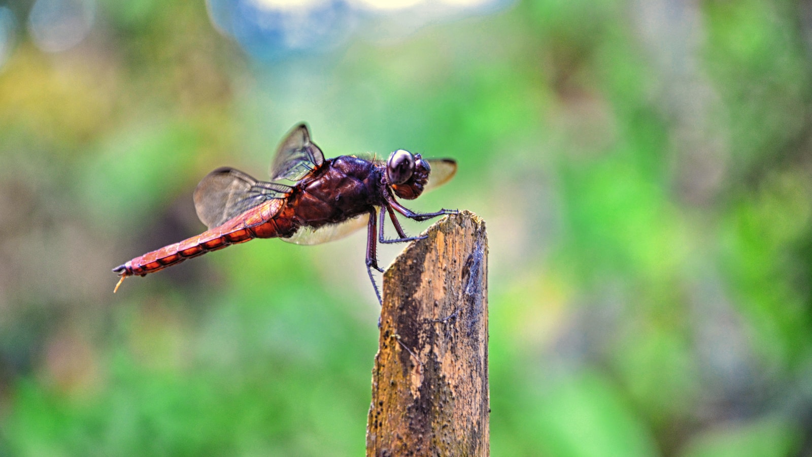 Comment se débarrasser des insectes des bois ?