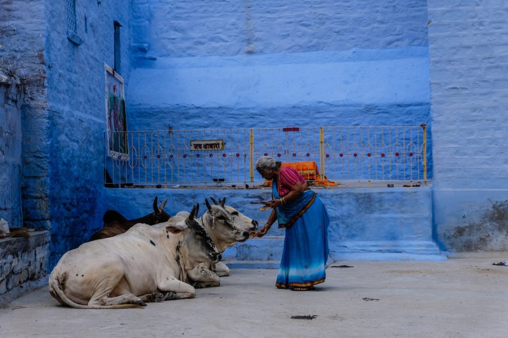 La vache en Inde : un symbole religieux et culturel controversé