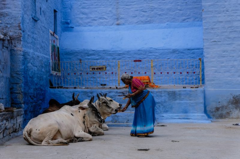 La vache en Inde : un symbole religieux et culturel controversé