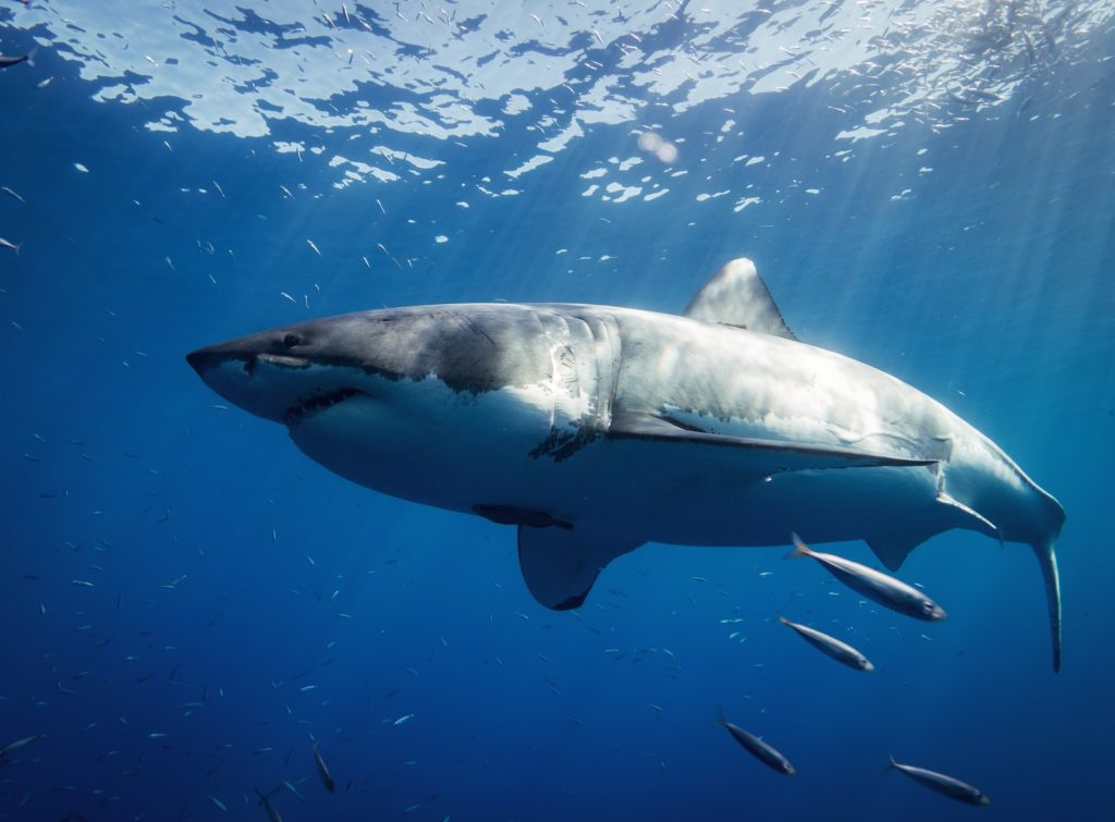 Le Grand requin blanc : Un animal dangereux pour l'homme ?