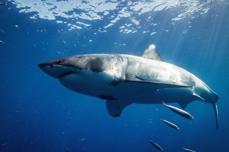 Le Grand requin blanc : Un animal dangereux pour l'homme ?
