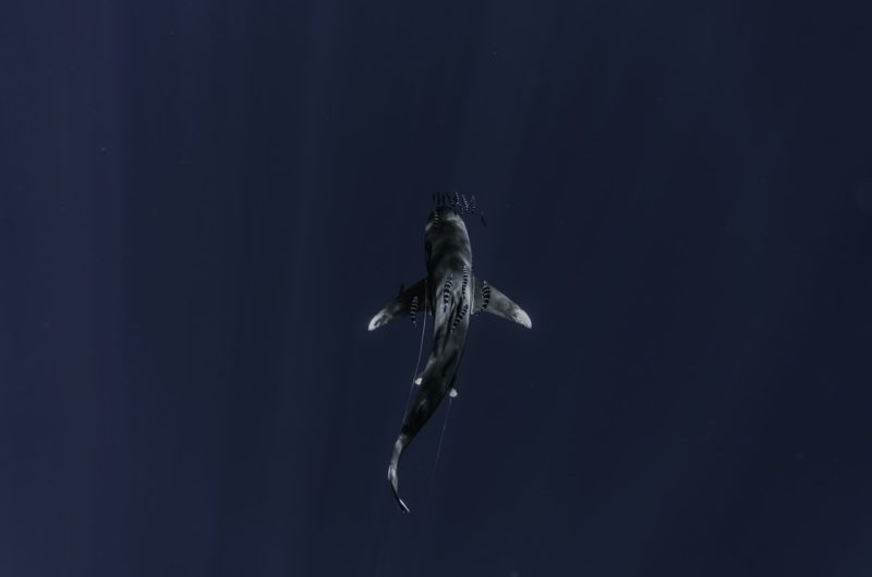 Le requin lutin (gobelin) : La terreur des profondeurs