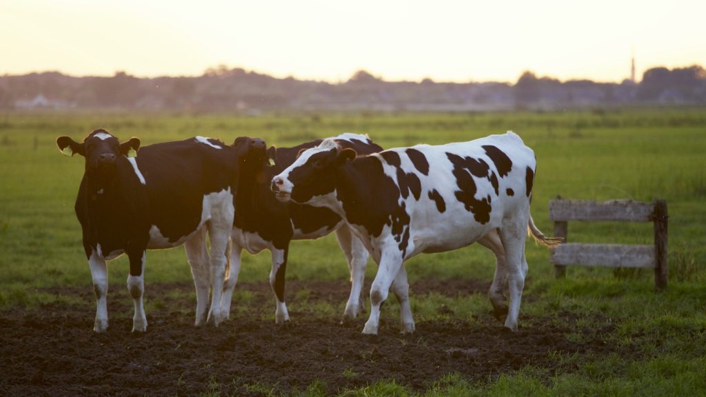 Le tarissement des vaches laitières, c'est quoi ? Définition