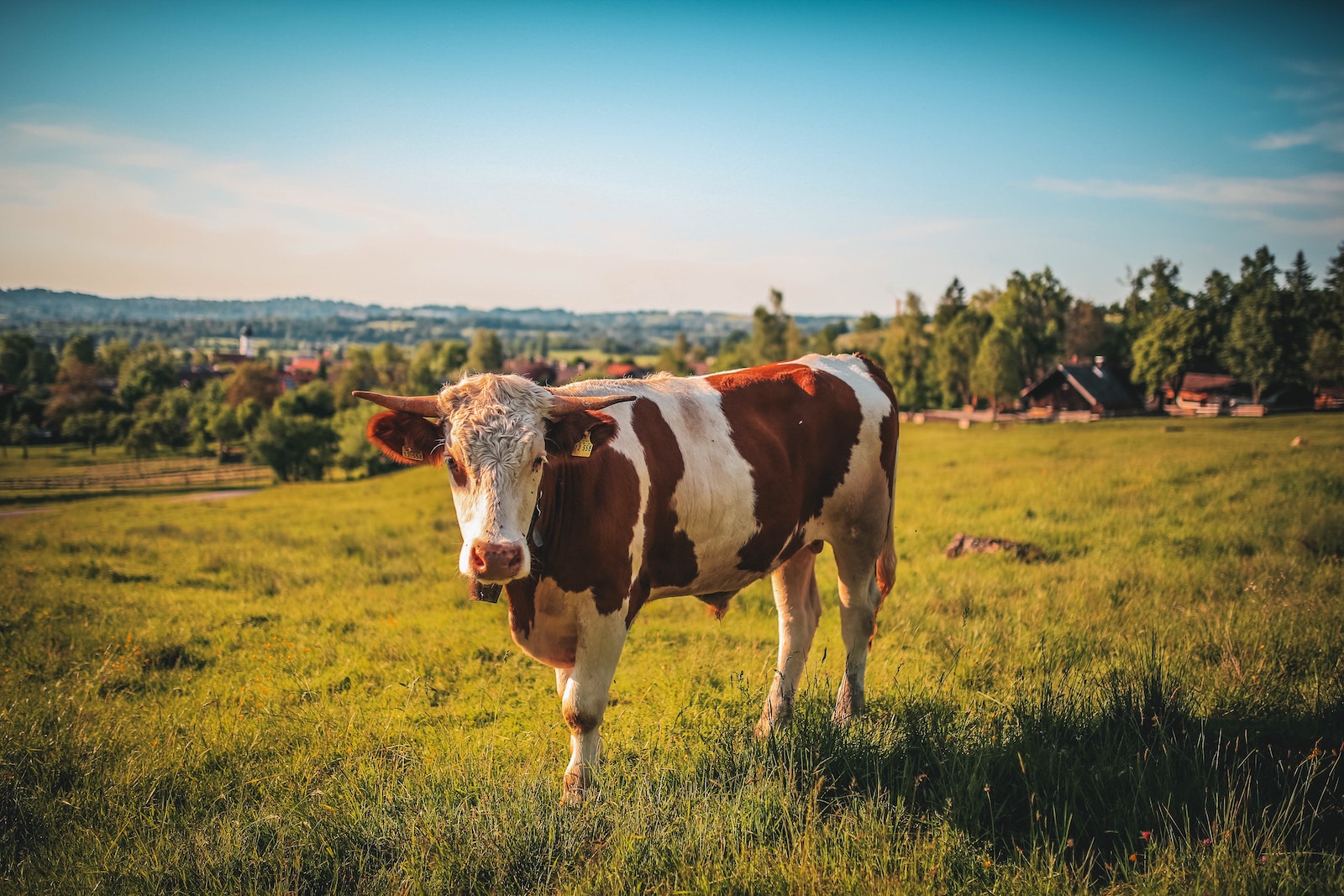Les produits vétérinaires bovins : Quels sont-ils ?