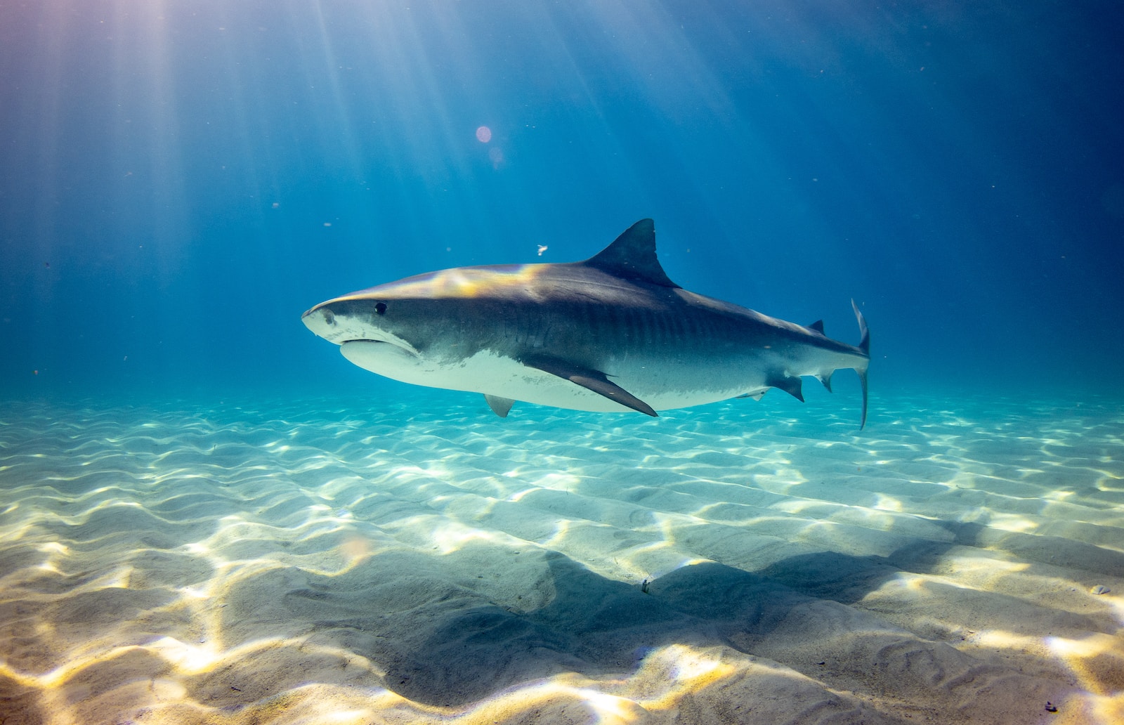 L'évolution des requins blancs en prédateurs suprêmes de l'océan