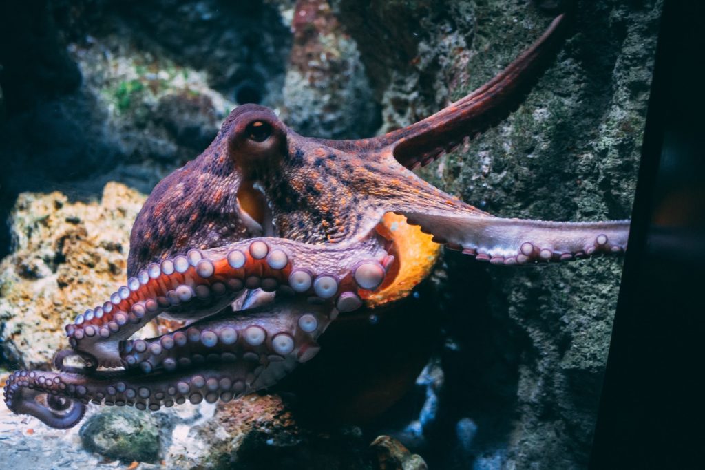 Poulpe ou pieuvre, quelle différence y'a t-il entre ces animaux marins ?
