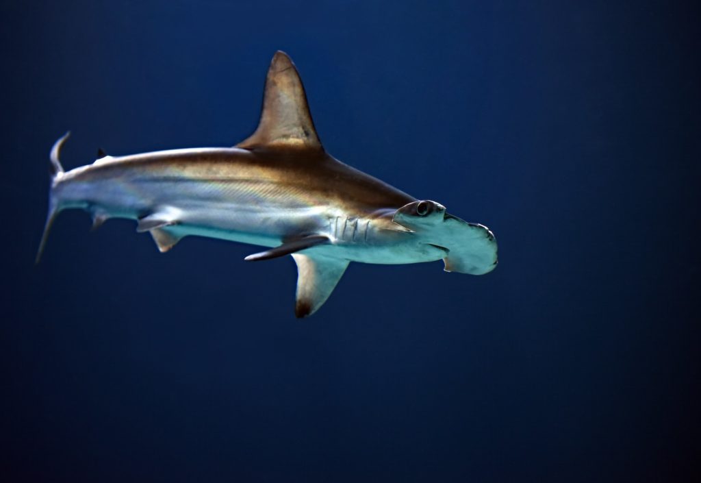 Pourquoi le requin marteau a cette forme de tête ?