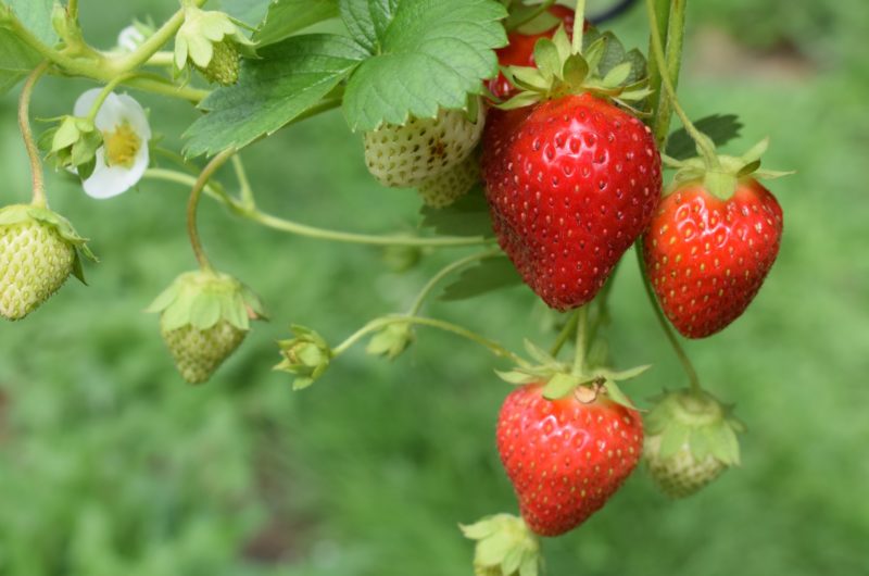 Quand planter un fraisier ?