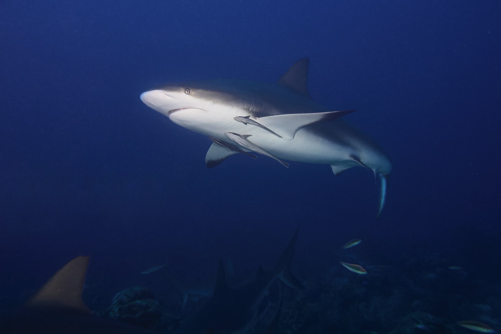 Quel requin est le plus dangereux pour l'homme ? Le requin bouldogue ?