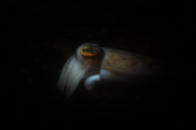Quelle taille pour un Calamar Géant ? (ou Calmar Colossal)