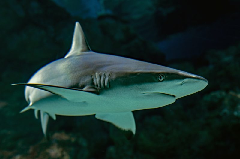 Quels sont les requins les plus effrayants ?