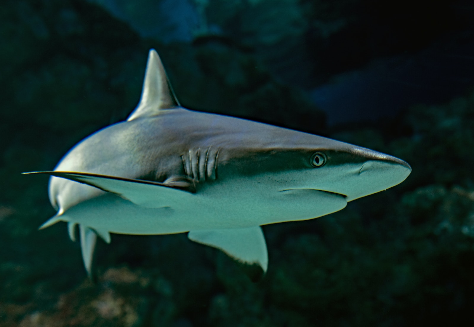 Quels sont les requins les plus effrayants ?