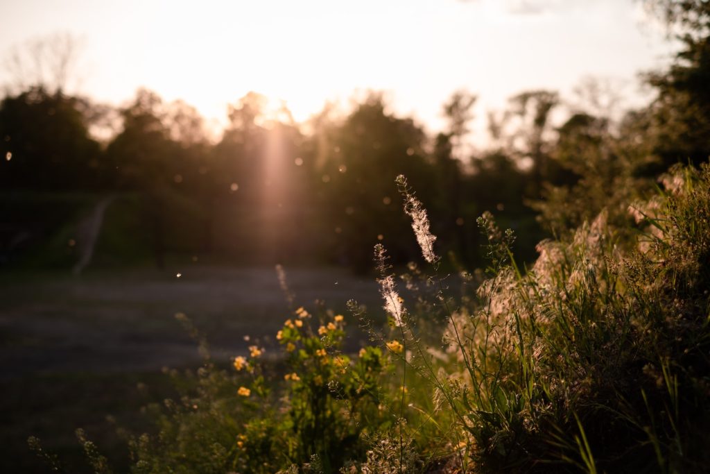 Allergies saisonnière