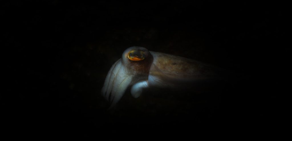 Calamar géant