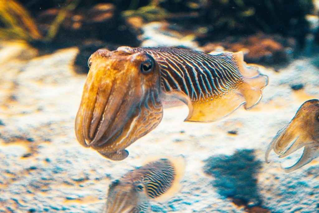 Le calmar : une créature marine fascinante