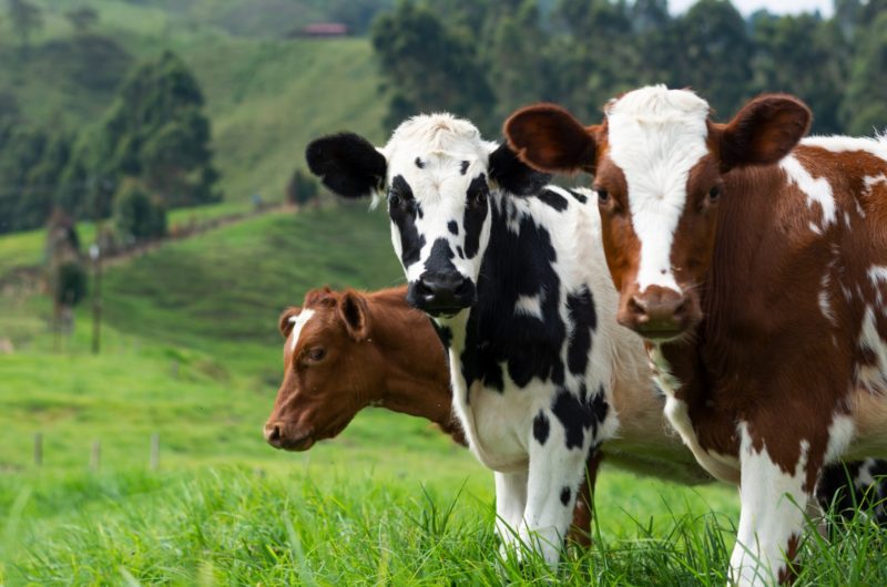 la traite des vaches laitieres