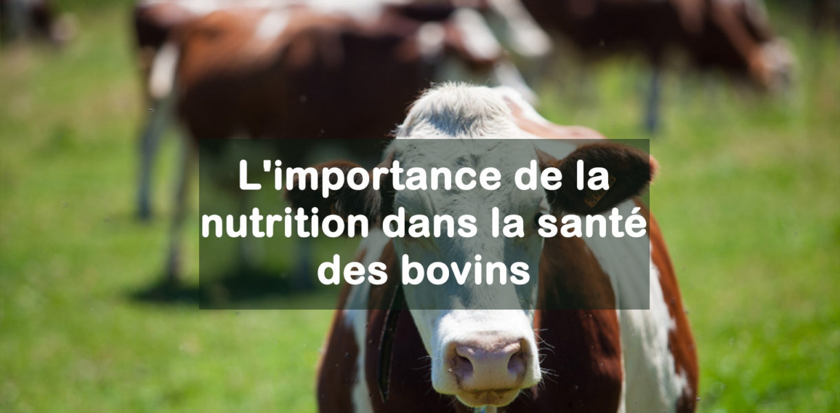 importance de la nutrition dans la santé des bovins