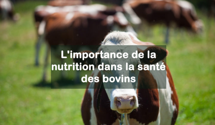 importance de la nutrition dans la santé des bovins