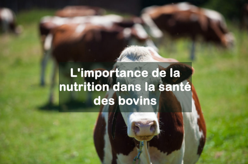 importance de la nutrition dans la santé des bovins