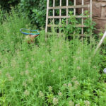 découvrez des méthodes efficaces pour éliminer les mauvaises herbes dans votre gravier. apprenez des astuces pratiques pour maintenir vos allées et chemins propres et esthétiques, tout en préservant la santé de votre jardin.