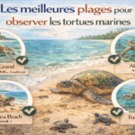 Les meilleures plages pour observer les tortues marines