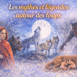 Les mythes et légendes autour des loups