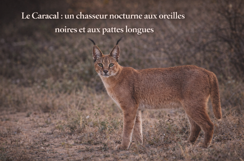 Le Caracal : un chasseur nocturne aux oreilles noires et aux pattes longues