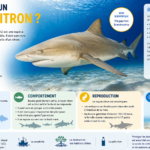 Qu’est-ce qu’un requin citron ?