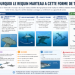 Pourquoi le requin marteau a cette forme de tête ?