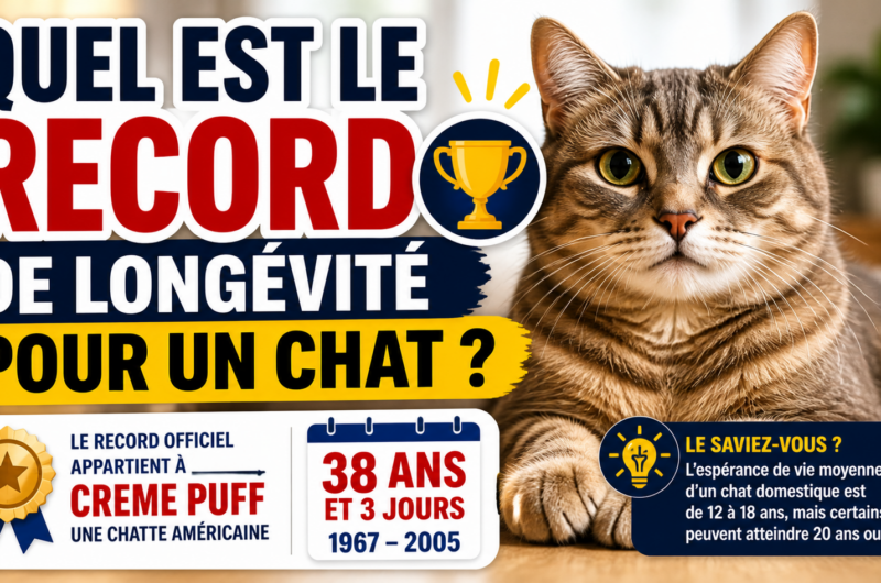 Quel est le record de longévité pour un chat ?