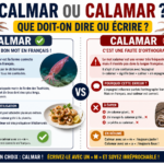 Calmar ou calamar ? Que doit-on dire ou écrire ?