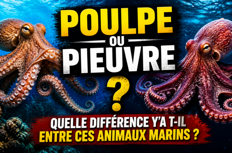 Poulpe ou pieuvre, quelle différence y’a t-il entre ces animaux marins ?